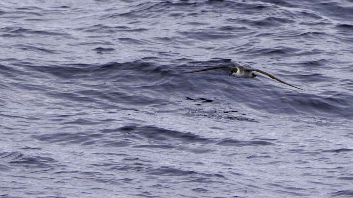 Berta dell'Atlantico - ML644613986