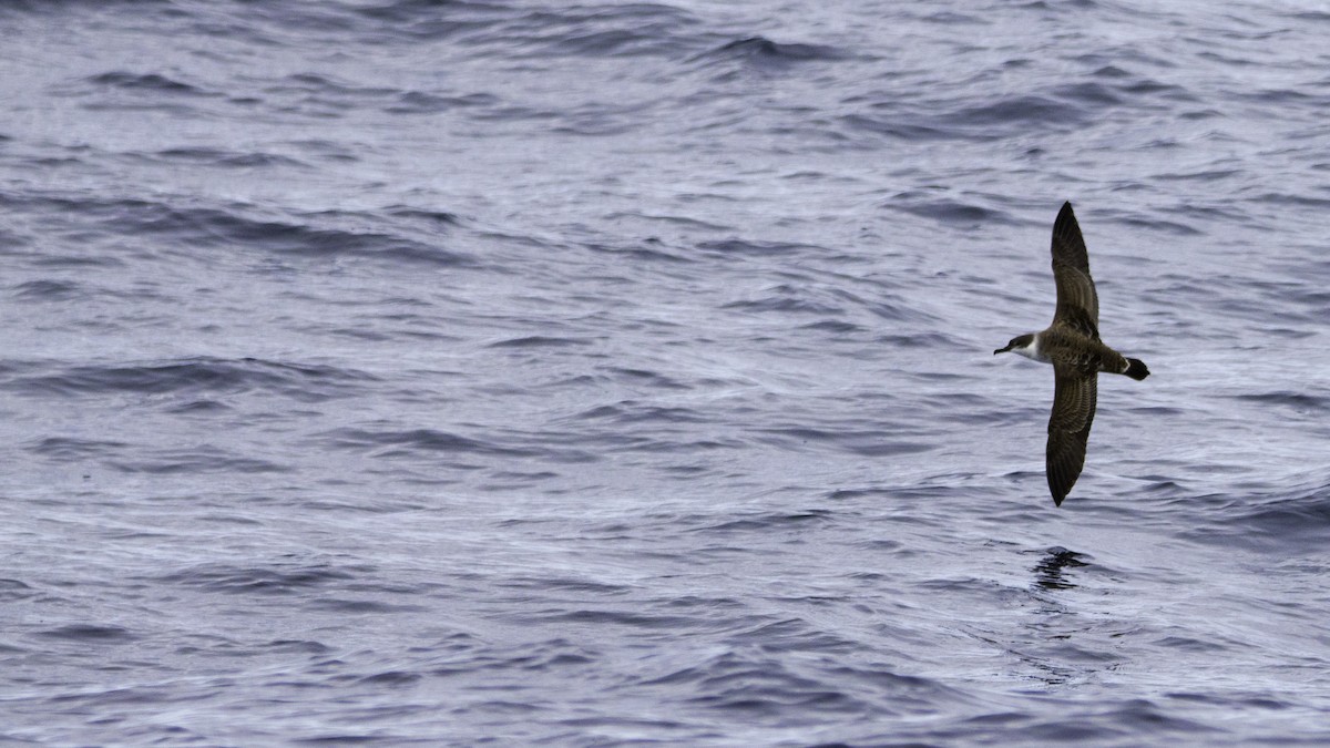 Berta dell'Atlantico - ML644613988