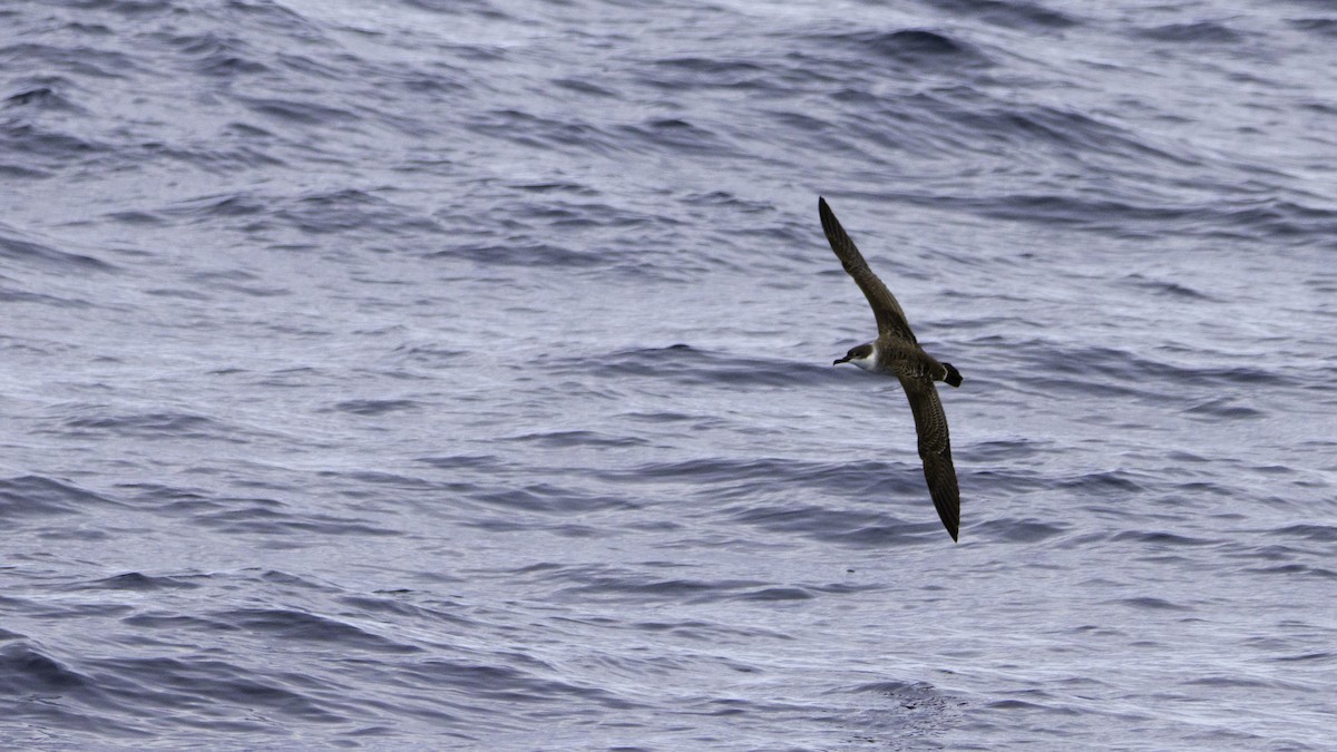 Berta dell'Atlantico - ML644613989