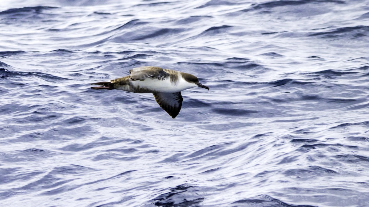 Berta dell'Atlantico - ML644613990