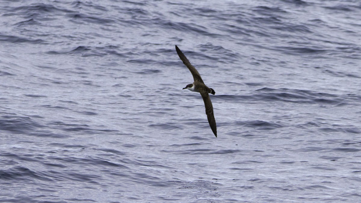 Berta dell'Atlantico - ML644613991