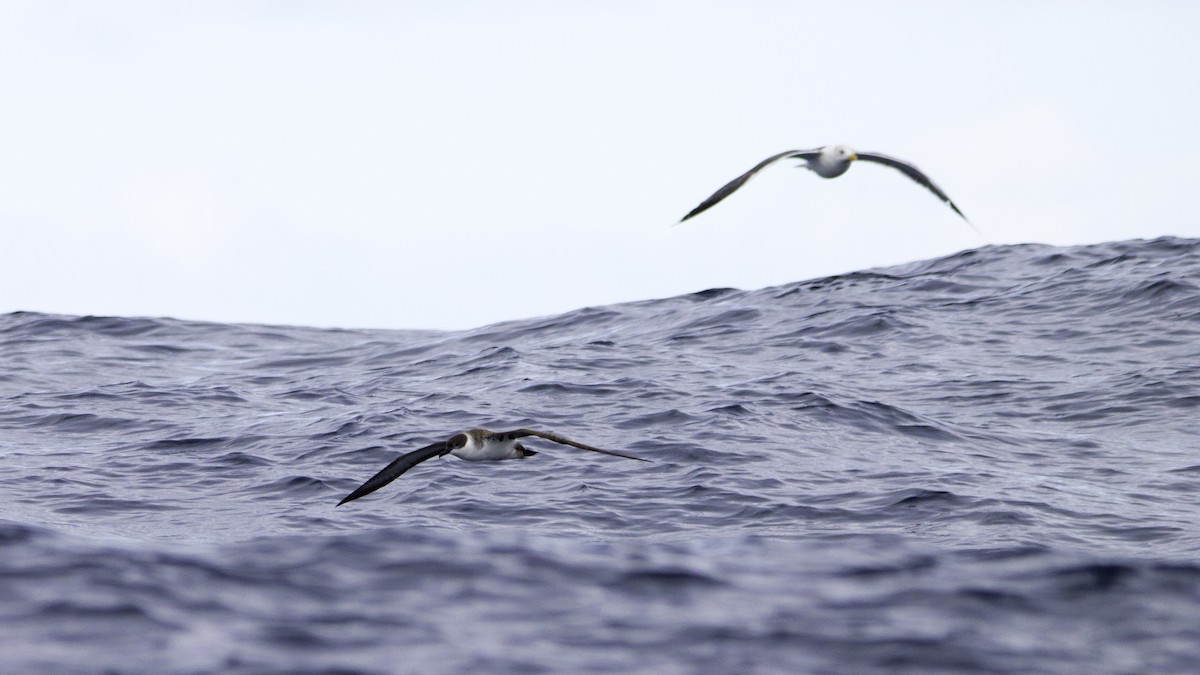 Berta dell'Atlantico - ML644613992