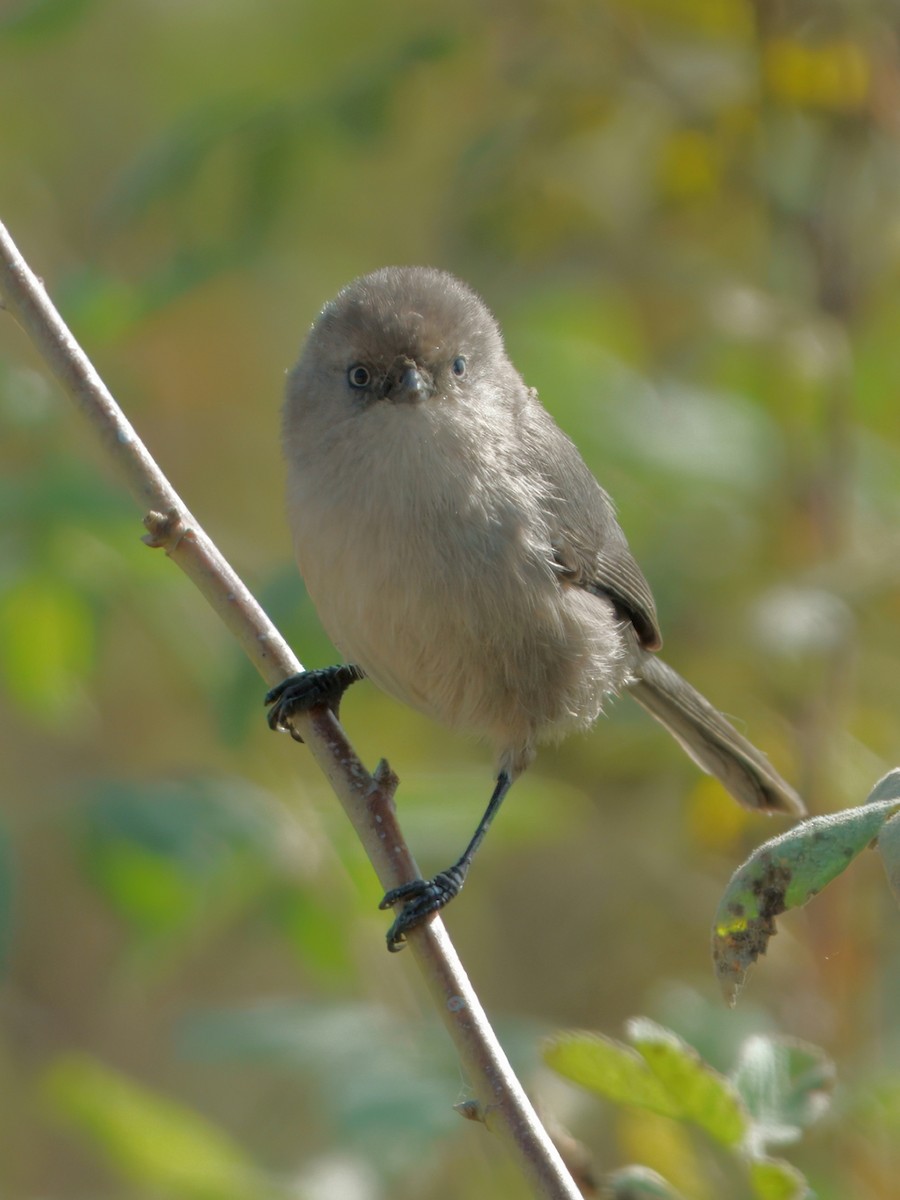 krattmeis - ML644613993