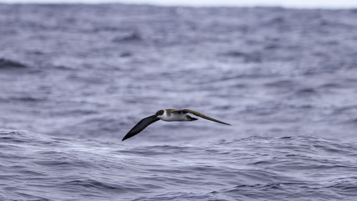 Berta dell'Atlantico - ML644613994