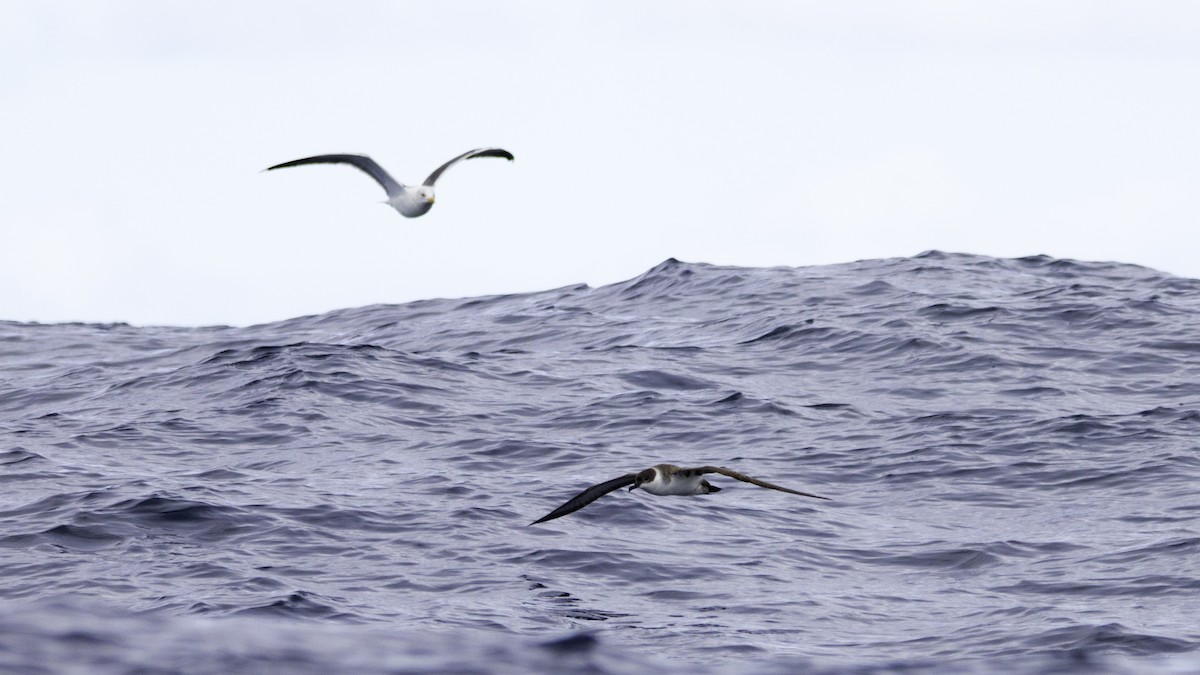 Berta dell'Atlantico - ML644613995