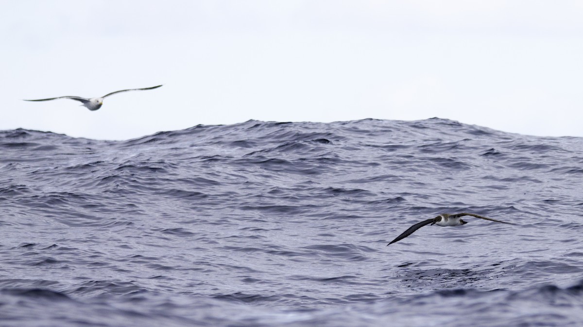 Berta dell'Atlantico - ML644613997