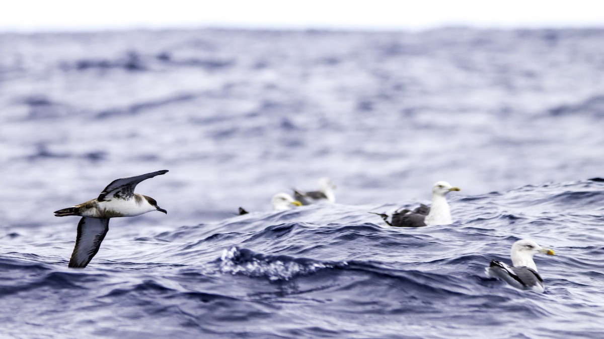 Berta dell'Atlantico - ML644614003