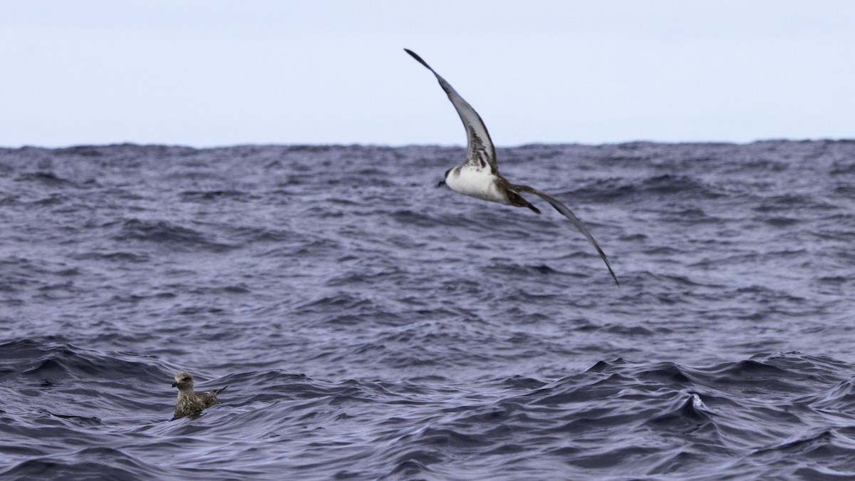 Berta dell'Atlantico - ML644614004