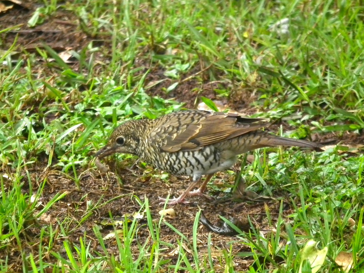 Bassian Thrush - ML644614009