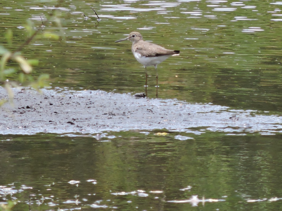 Solitary Sandpiper - ML644614013