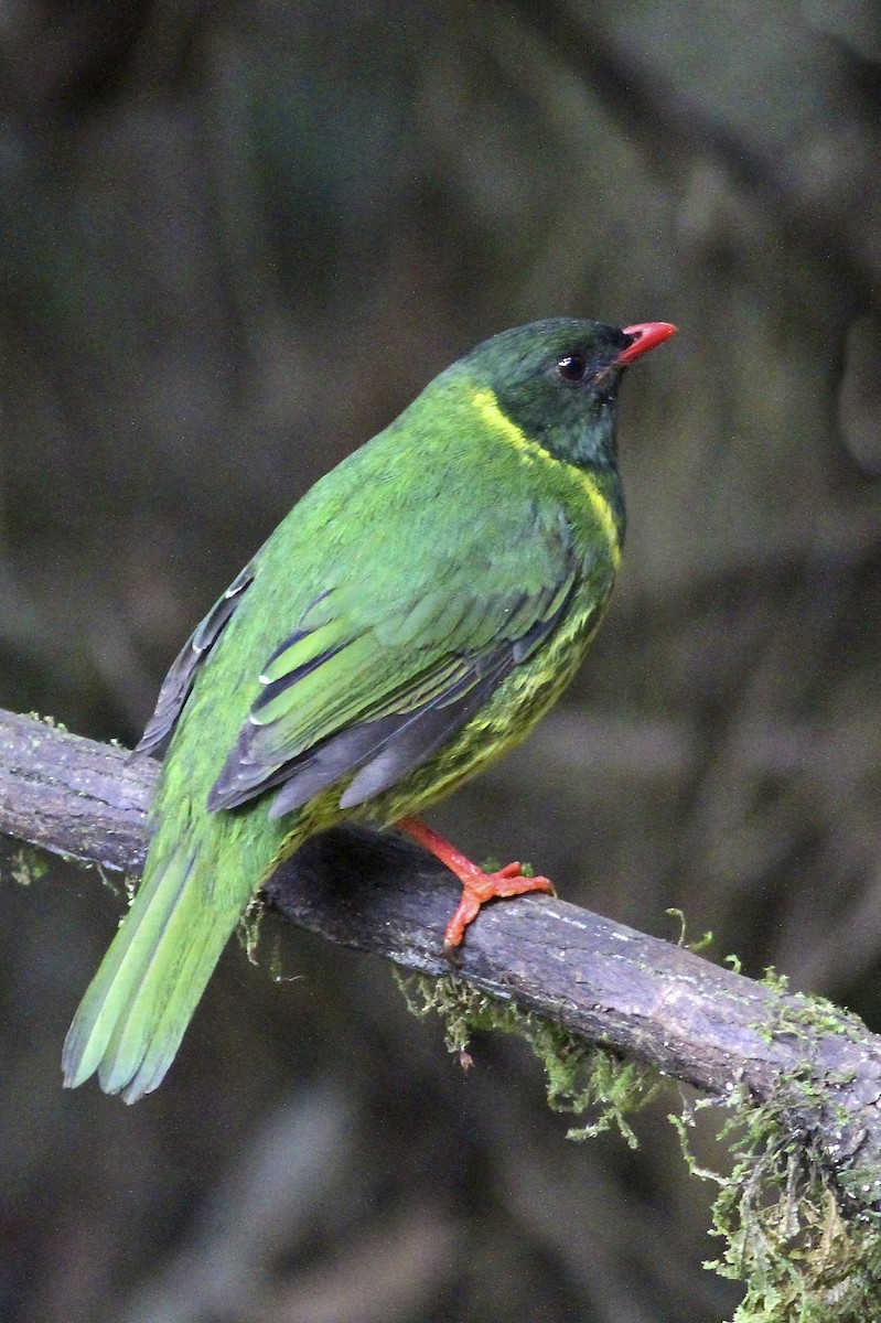 Green-and-black Fruiteater - ML644614021