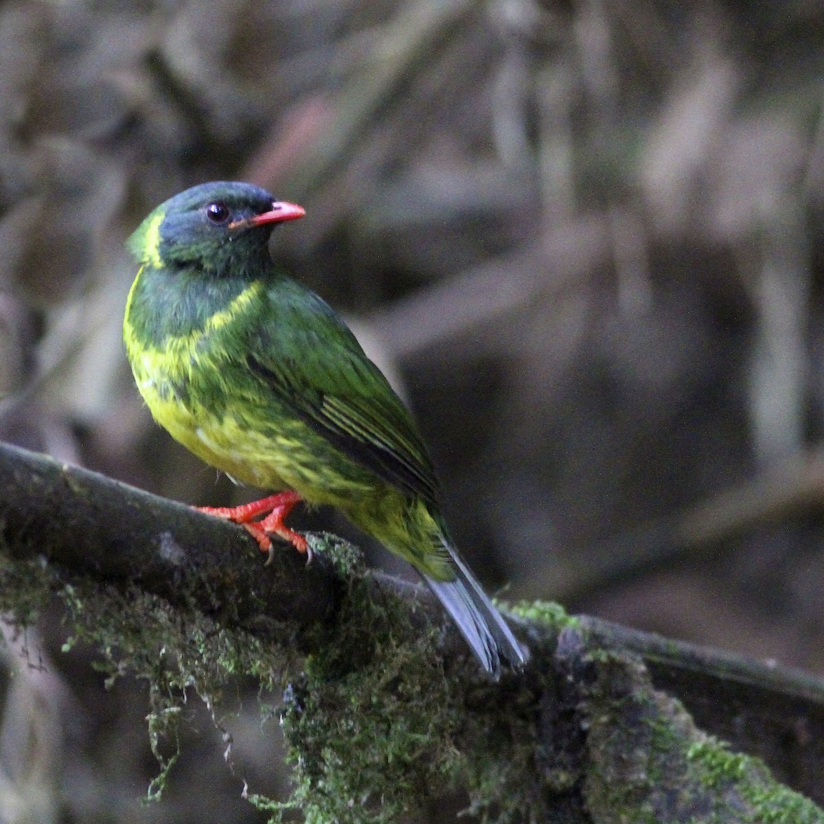 Green-and-black Fruiteater - ML644614022