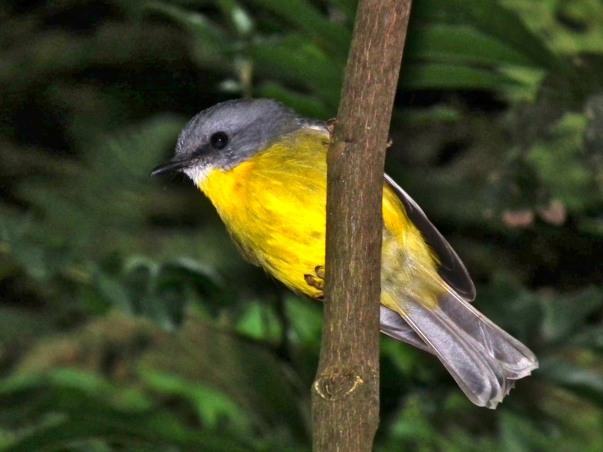 Petroica Amarilla - ML644614027