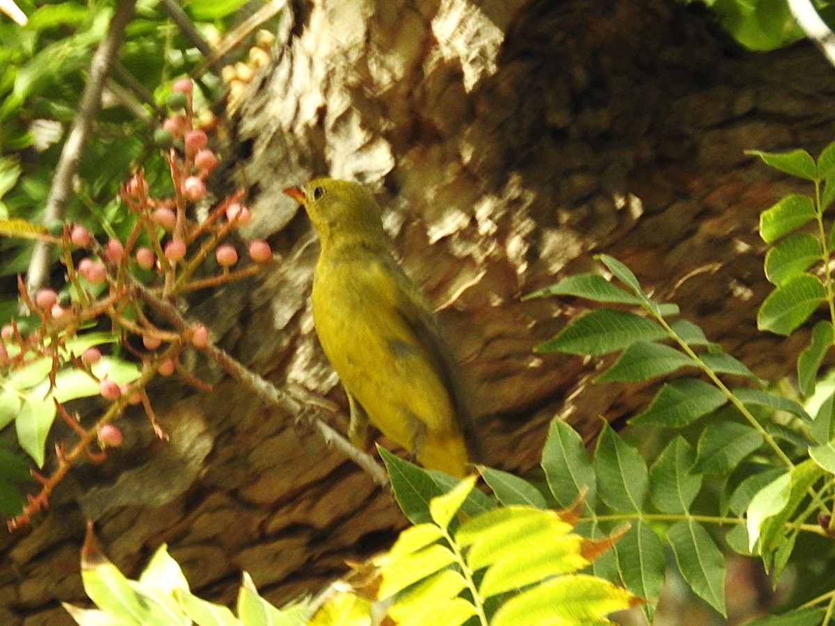 Western Tanager - ML644614042