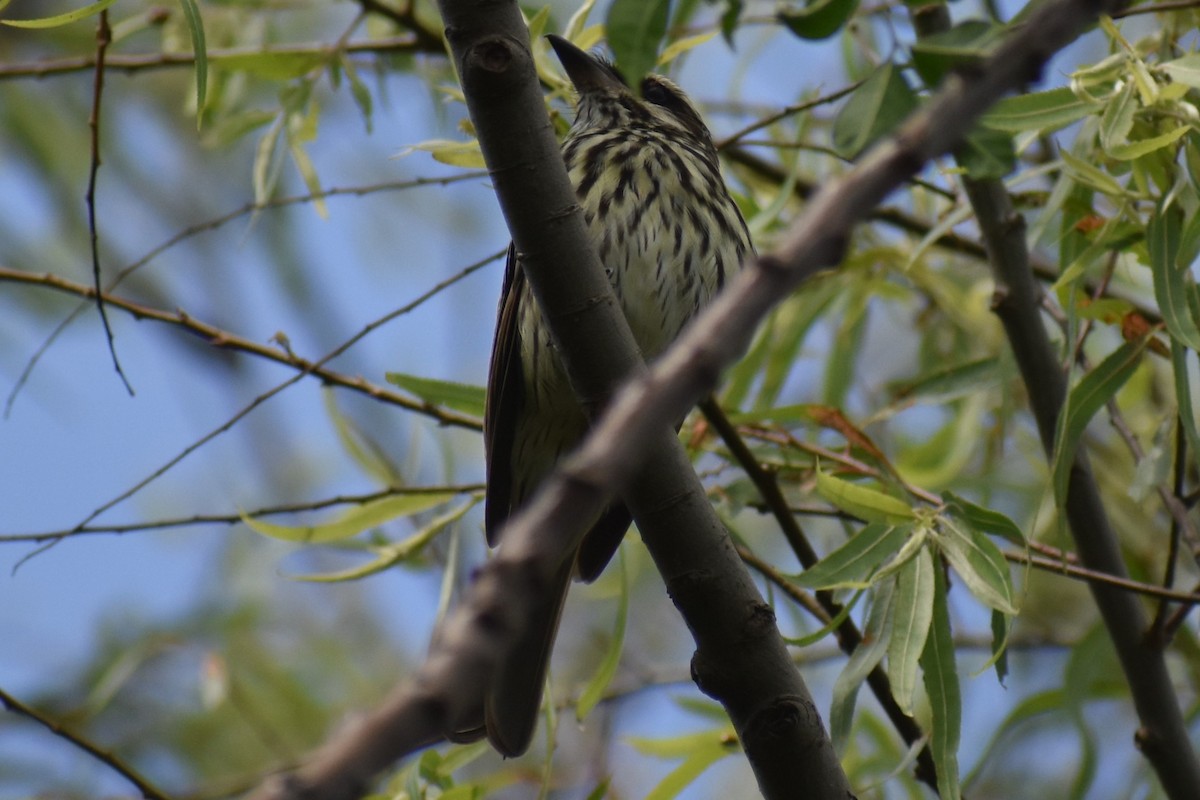 Streaked Flycatcher - ML644614046