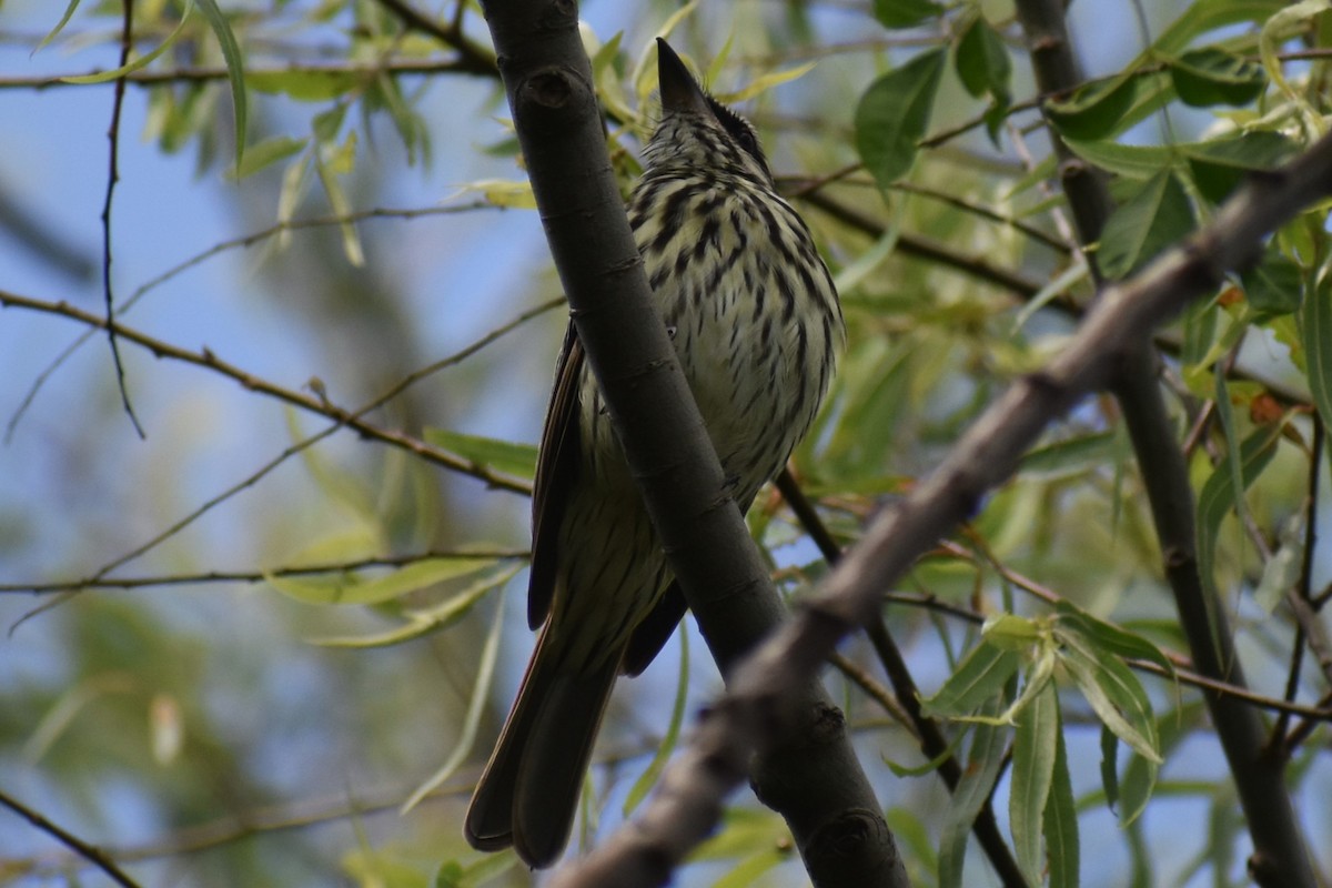 Streaked Flycatcher - ML644614047
