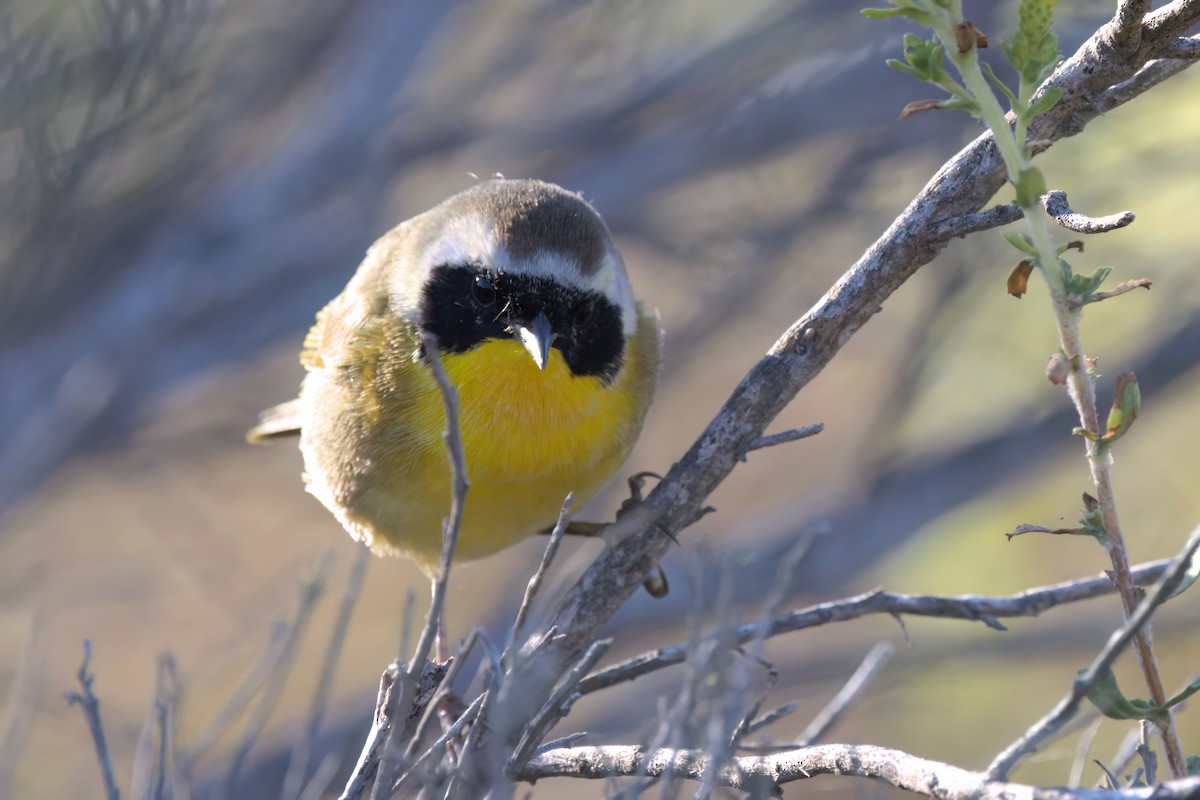 Common Yellowthroat - ML644614048