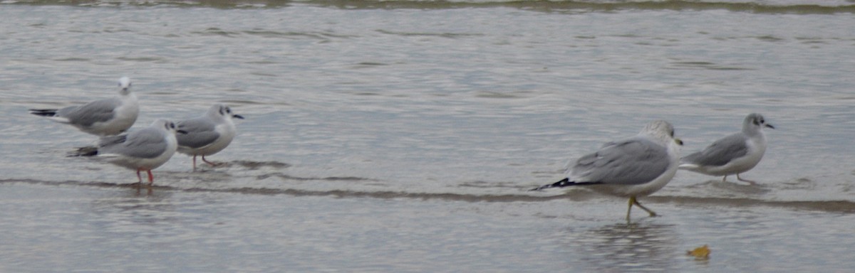 Bonaparte's Gull - ML644614064