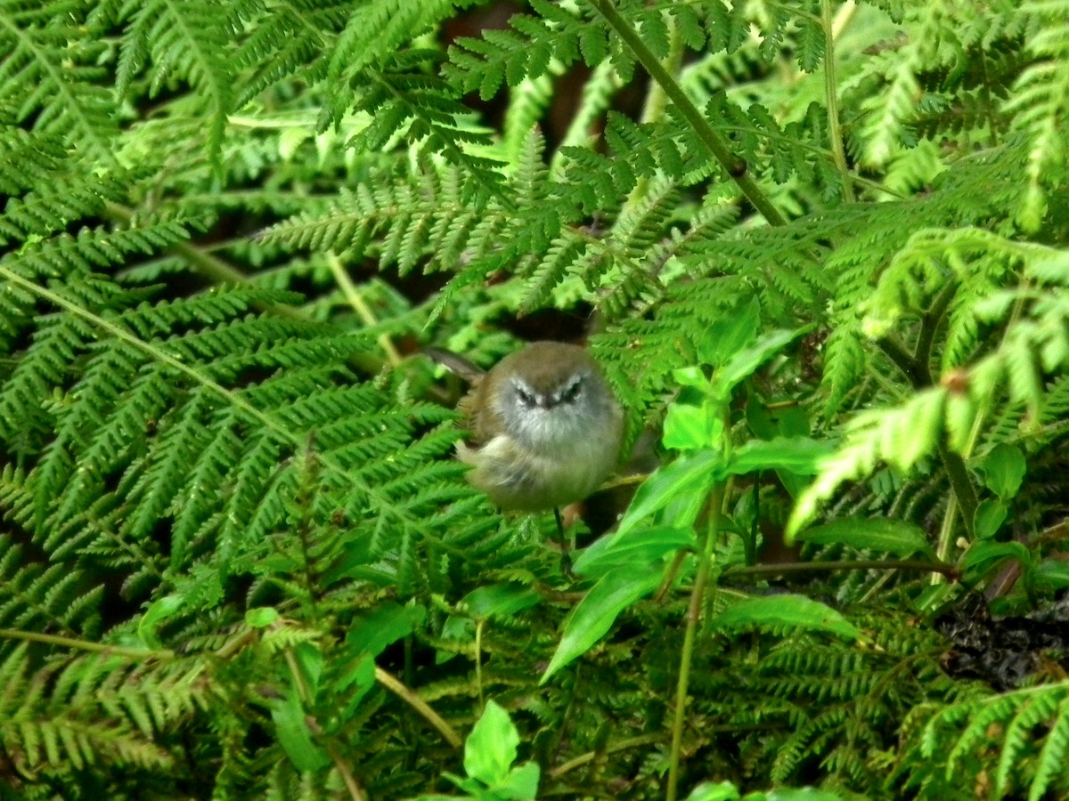 Brown Gerygone - ML644614067