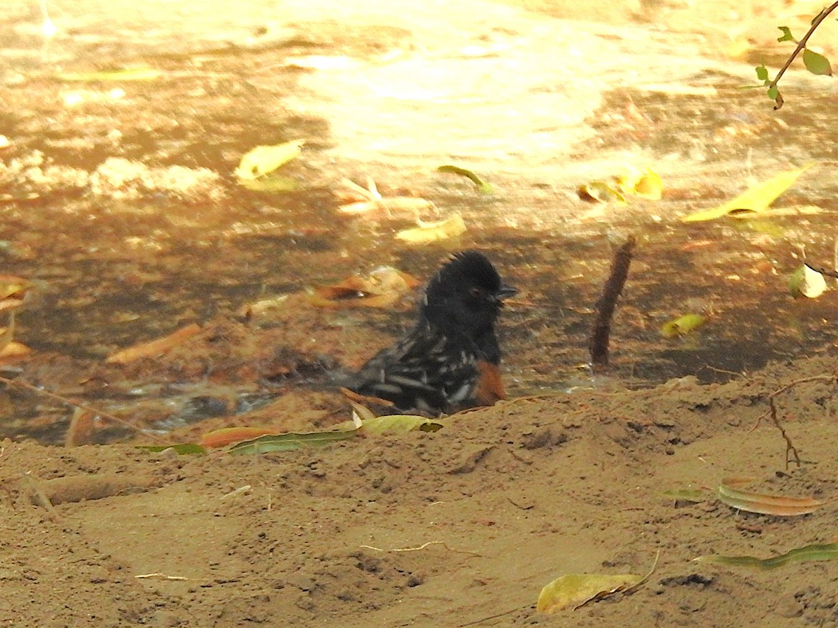 Spotted Towhee - ML644614083