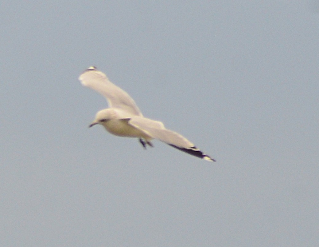 שחף בלתי-מזוהה - ML644614092