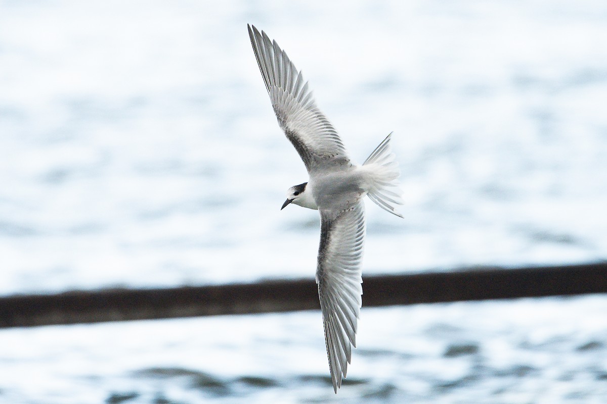 Common Tern - ML644614097