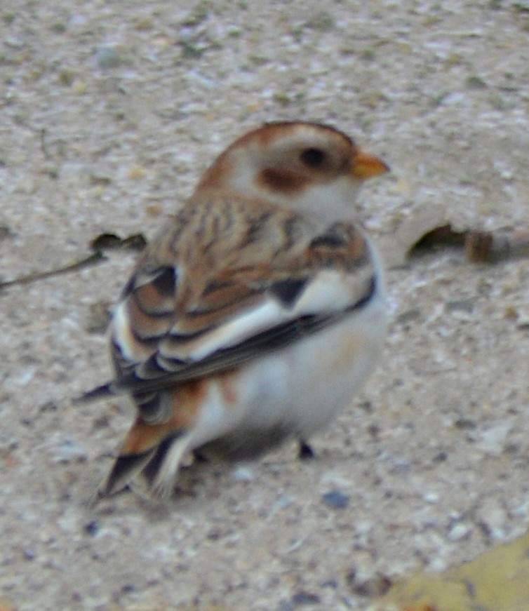 Snow Bunting - ML644614118