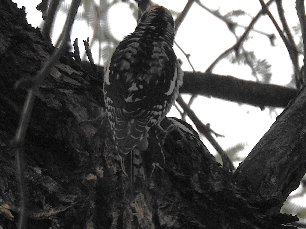 Pic à nuque rouge - ML644614125