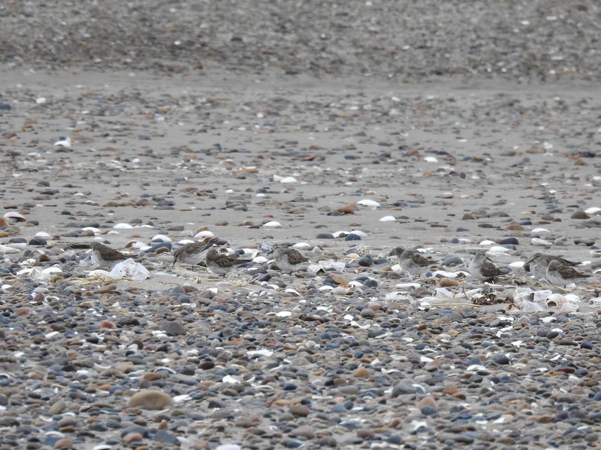 コシジロウズラシギ - ML644614129