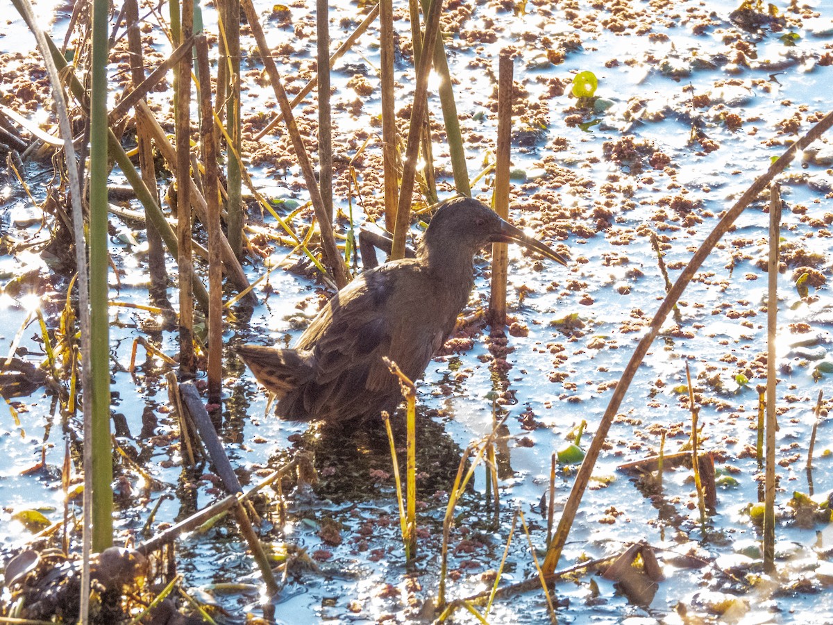 Plumbeous Rail - ML644614135