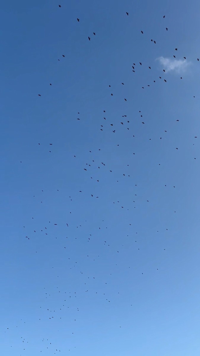 ウオガラス - ML644614152