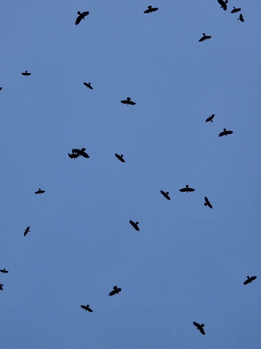 ウオガラス - ML644614153