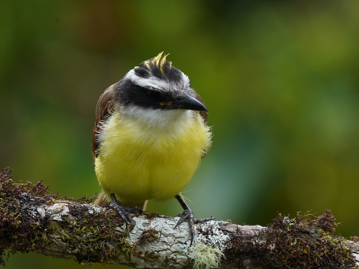 キバラオオタイランチョウ - ML644614161