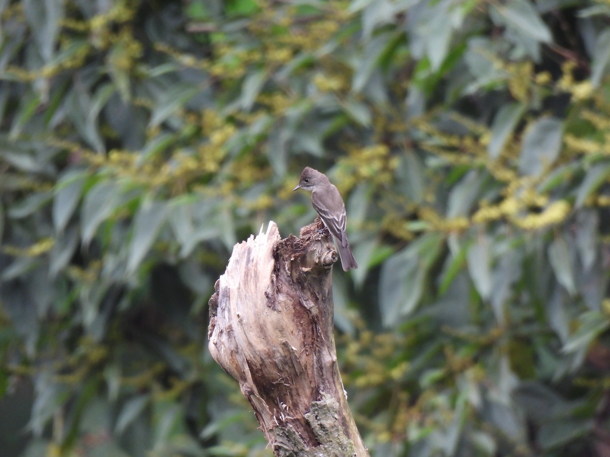 Pioui de l'Ouest - ML644614162