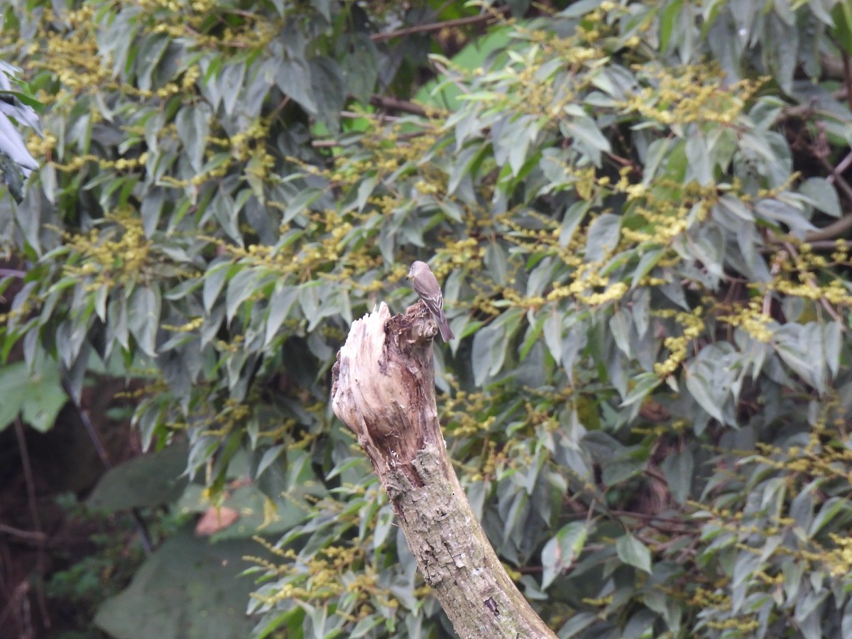 Pioui de l'Ouest - ML644614163