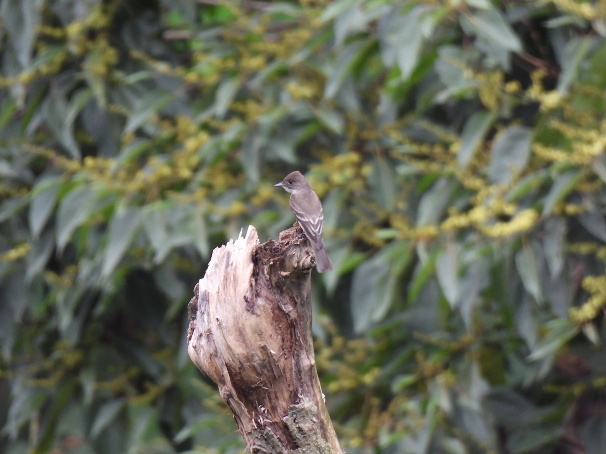 Pioui de l'Ouest - ML644614164