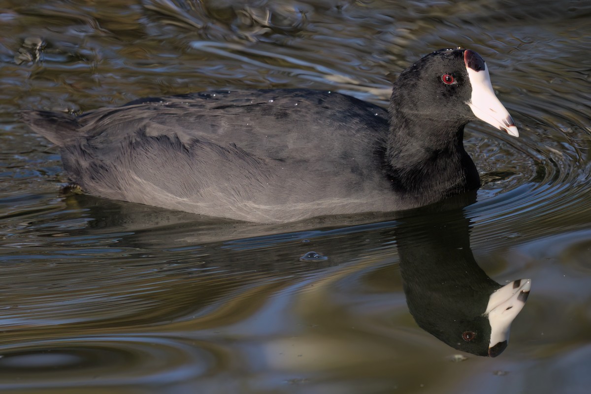 アメリカオオバン - ML644614173