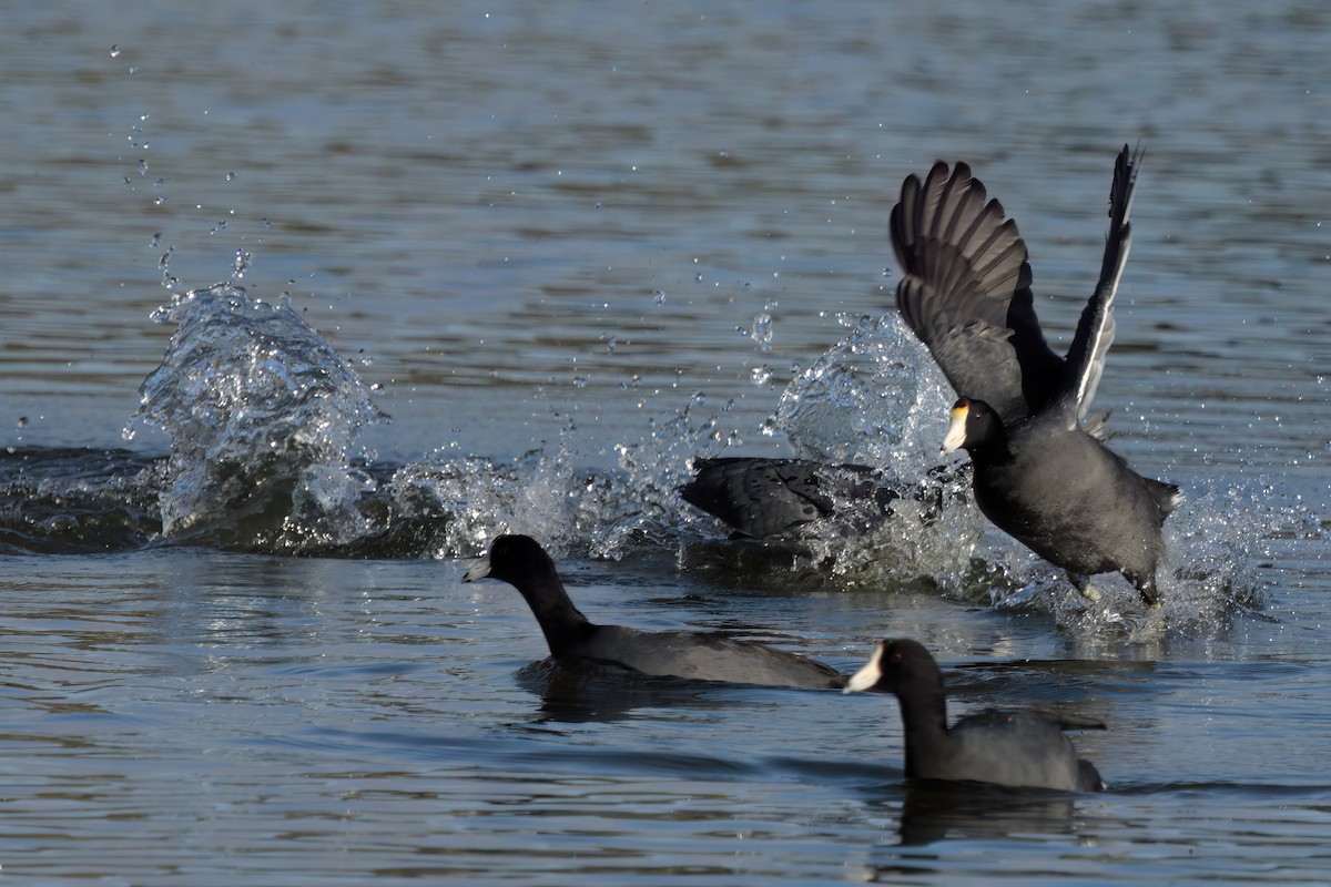 アメリカオオバン - ML644614174