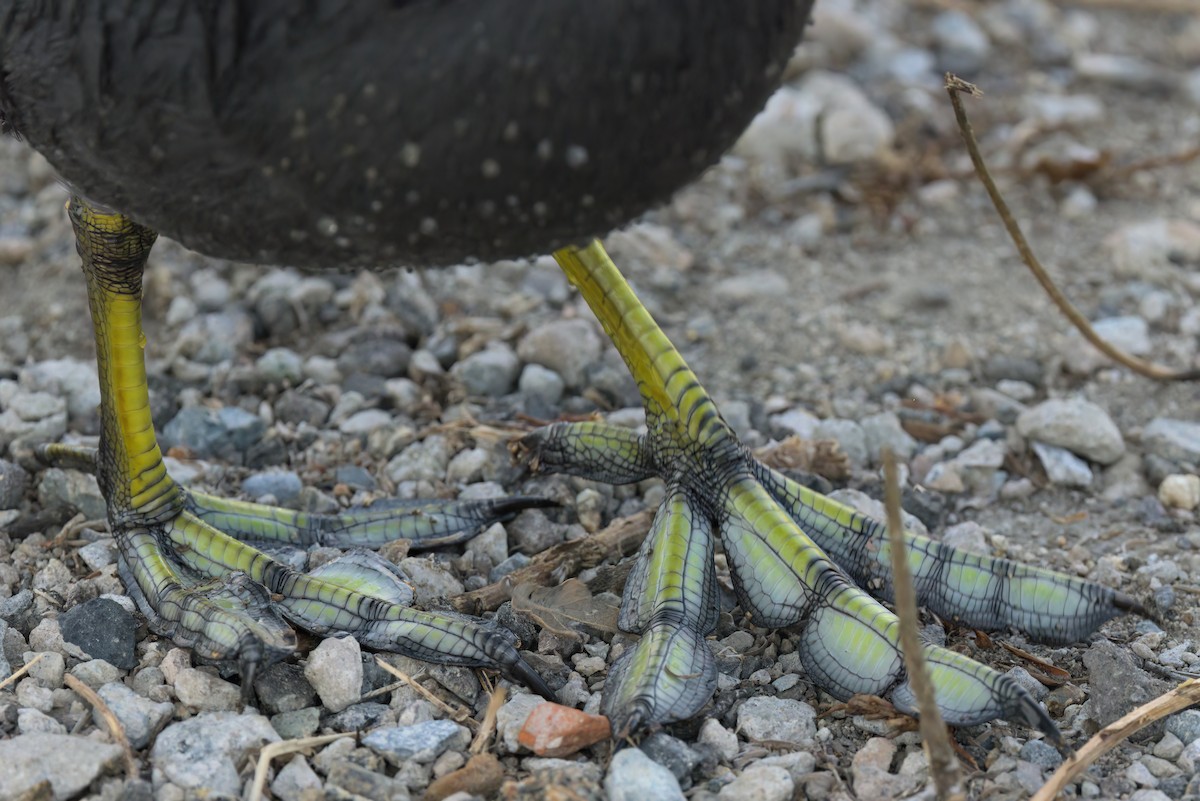 アメリカオオバン - ML644614175