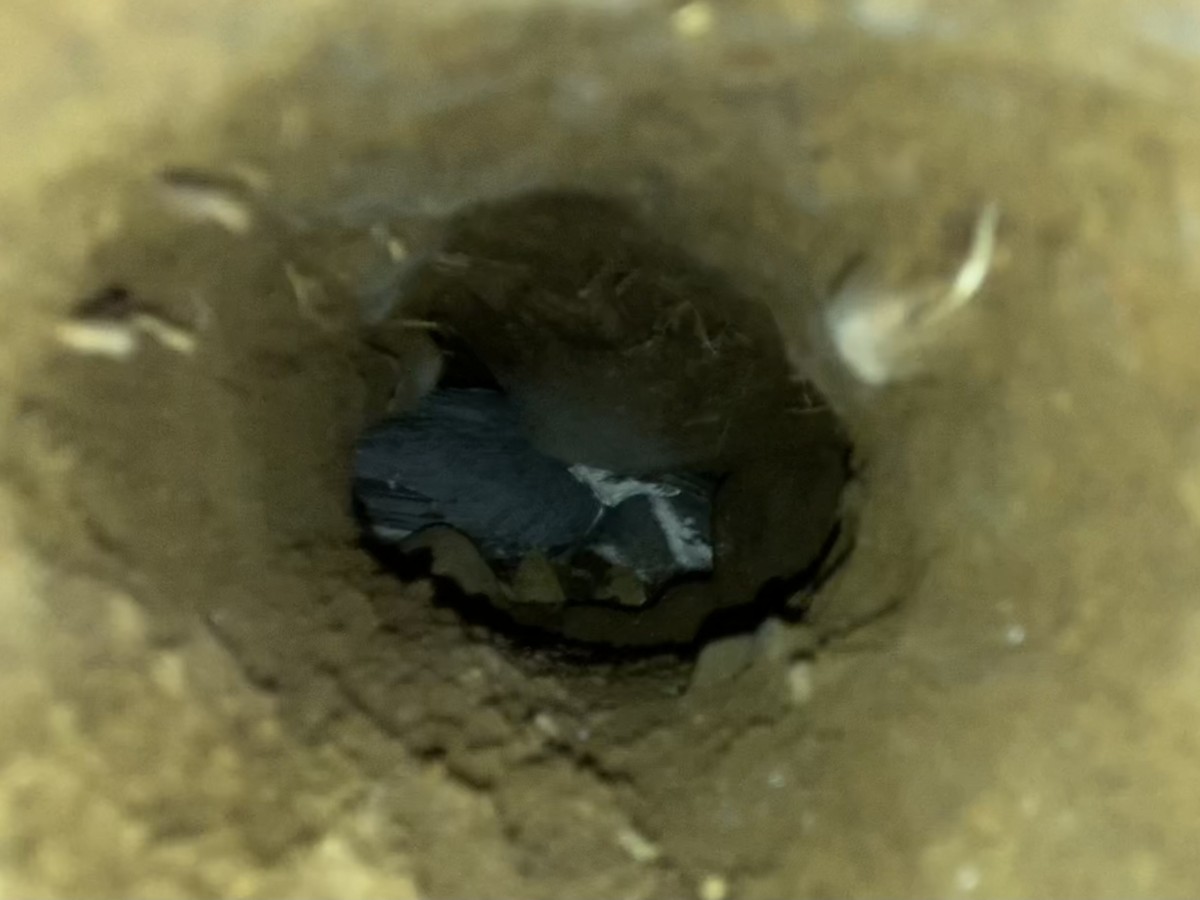 アメリカヤマセミ - ML644614177