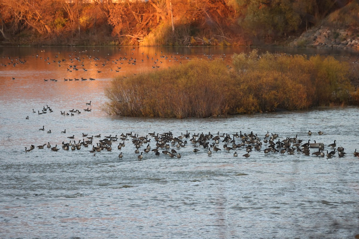 カナダガン - ML644614178