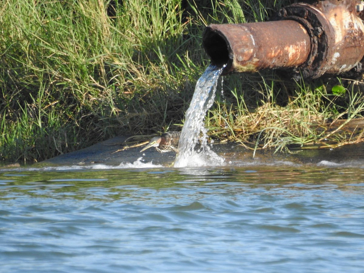 アメリカササゴイ - ML644614180