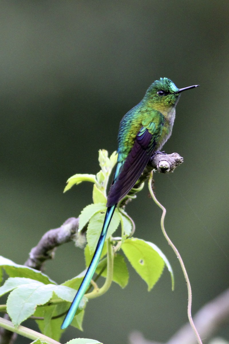 アオフタオハチドリ - ML644614181