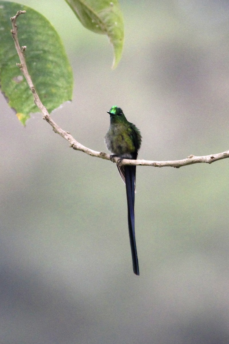 アオフタオハチドリ - ML644614182