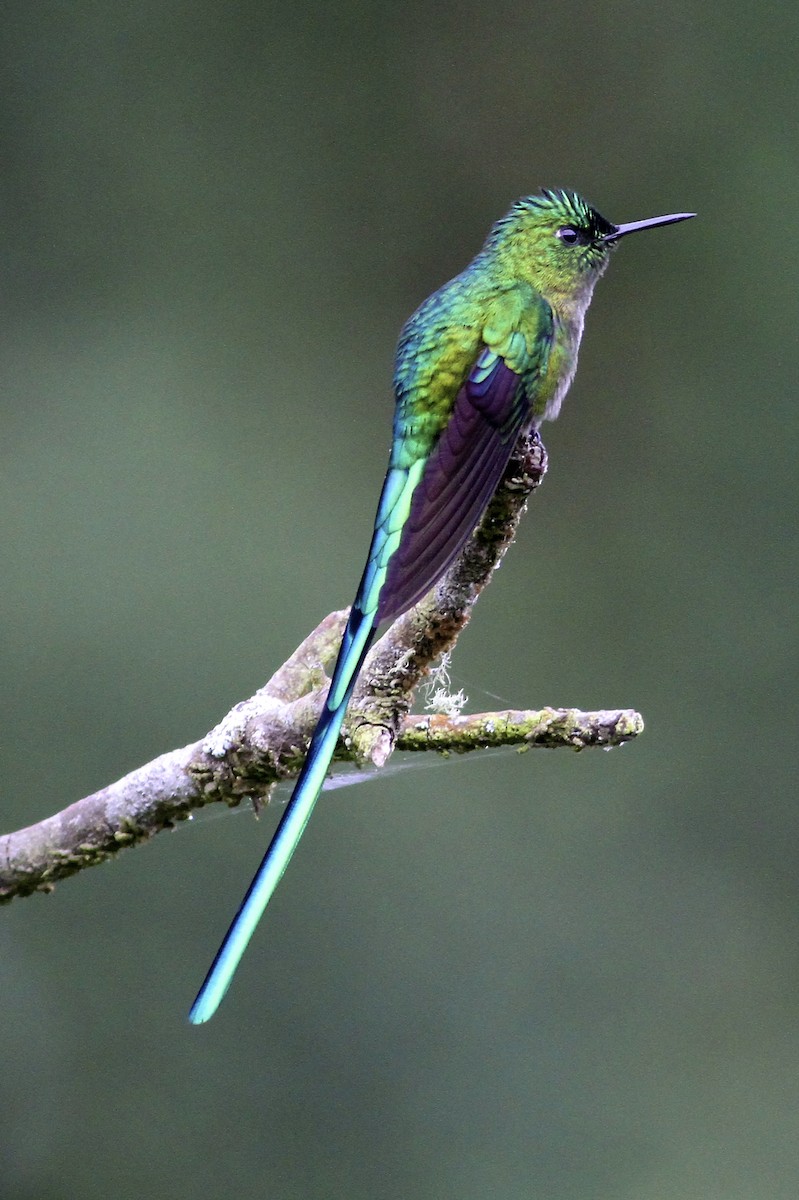 アオフタオハチドリ - ML644614183