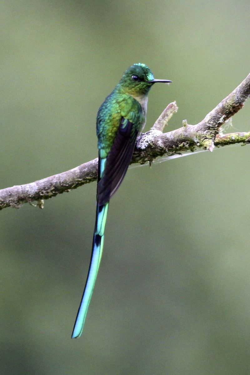 アオフタオハチドリ - ML644614184