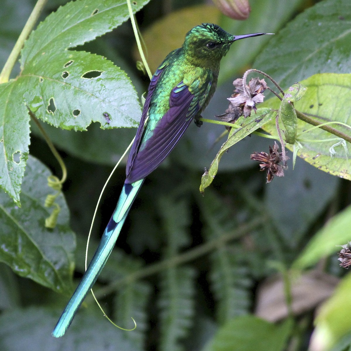 アオフタオハチドリ - ML644614185