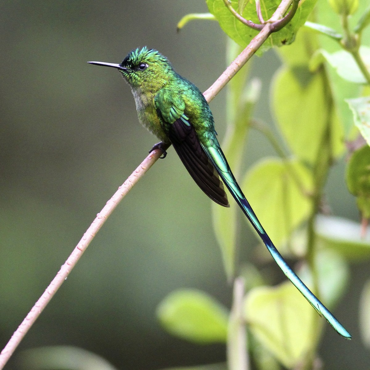 アオフタオハチドリ - ML644614186