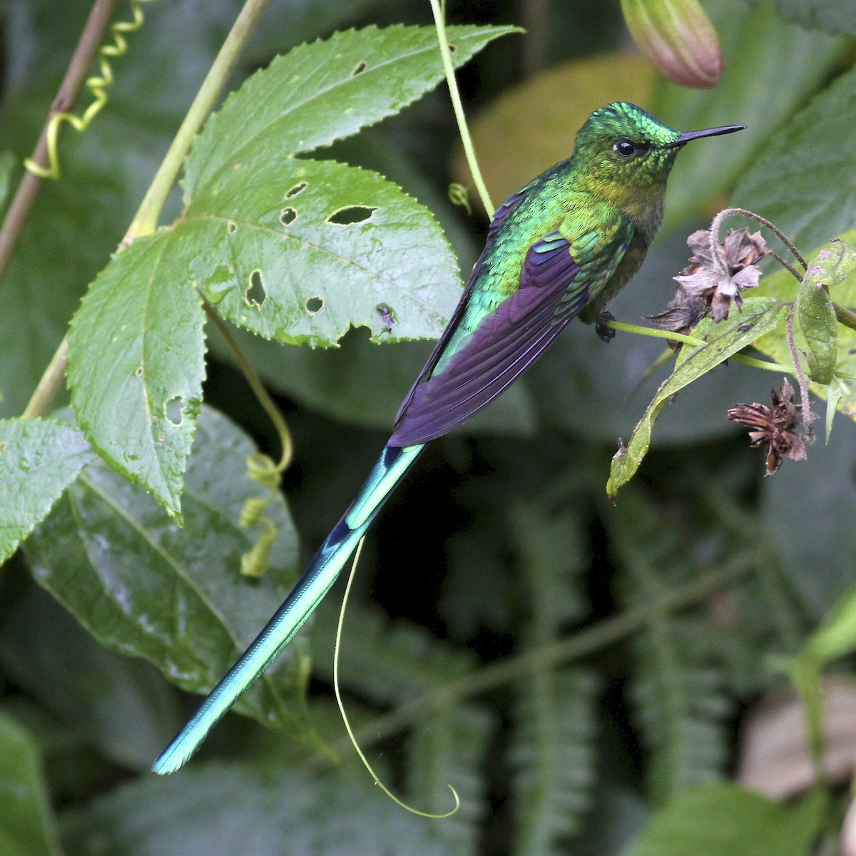 アオフタオハチドリ - ML644614187