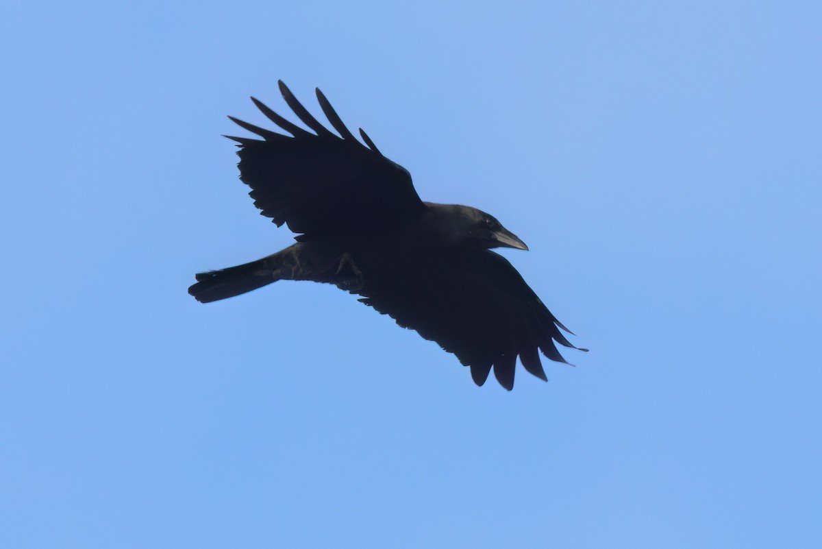 アメリカガラス - ML644614188